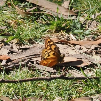 Heteronympha penelope (Shouldered Brown) at Brindabella, ACT - 27 Feb 2024 by RAllen