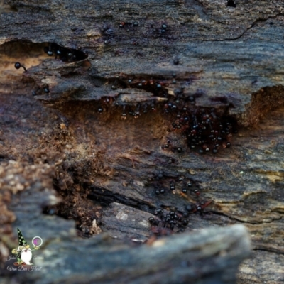 Cribraria sp. (genus) (Slime mould) at Bodalla, NSW - 15 Apr 2024 by Teresa