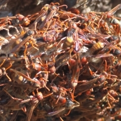 Polistes (Polistella) humilis (Common Paper Wasp) at Winton North, VIC - 11 Apr 2024 by MichaelWenke