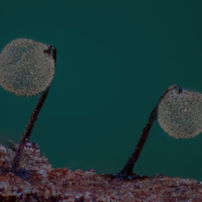 Cribraria sp. (genus) (Slime mould) at Bodalla, NSW - 15 Apr 2024 by Teresa