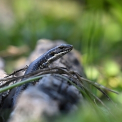 Eulamprus heatwolei (Yellow-bellied Water Skink) at Gigerline Nature Reserve - 12 Apr 2024 by davidcunninghamwildlife