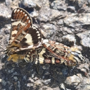 Apina callisto at Gossan Hill - 15 Apr 2024