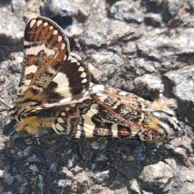 Apina callisto (Pasture Day Moth) at Gossan Hill - 15 Apr 2024 by melanoxylon