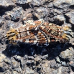 Apina callisto at Gossan Hill - 15 Apr 2024