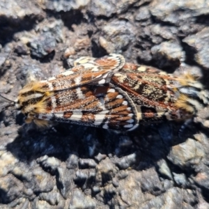 Apina callisto at Gossan Hill - 15 Apr 2024