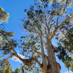 Eucalyptus globulus subsp. maidenii at Corroboree Park - 15 Apr 2024