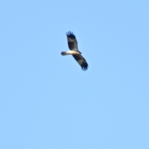 Haliastur sphenurus at Jerrabomberra Wetlands - 15 Apr 2024