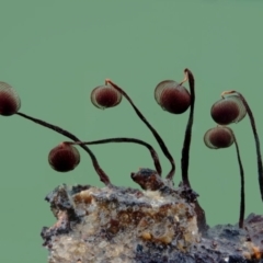 Cribraria sp. (genus) (Slime mould) at Bodalla State Forest - 15 Apr 2024 by Teresa