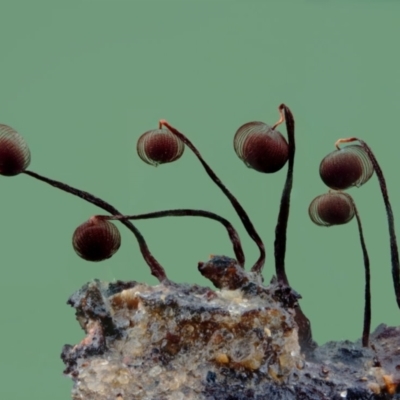 Cribraria sp. (genus) (Slime mould) at Bodalla, NSW - 15 Apr 2024 by Teresa