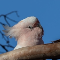 Lophochroa leadbeateri (Pink Cockatoo) at Tilpa, NSW - 2 Apr 2024 by rawshorty