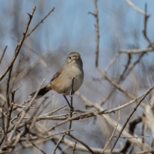 Pyrrholaemus brunneus (Redthroat) at Broken Hill, NSW by rawshorty