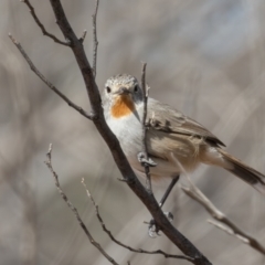 Pyrrholaemus brunneus at Broken Hill, NSW - 3 Apr 2024 02:58 PM