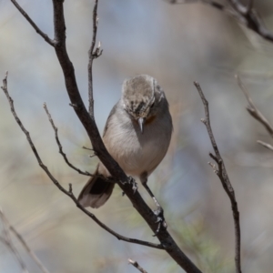 Pyrrholaemus brunneus at Broken Hill, NSW - 3 Apr 2024 02:58 PM