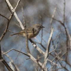 Pyrrholaemus brunneus at Broken Hill, NSW - 3 Apr 2024 02:58 PM