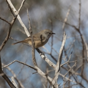 Pyrrholaemus brunneus at Broken Hill, NSW - 3 Apr 2024 02:58 PM