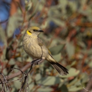 Ptilotula plumula at Broken Hill, NSW - 7 Apr 2024 09:10 AM