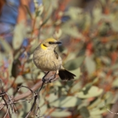 Ptilotula plumula at Broken Hill, NSW - 7 Apr 2024