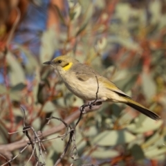 Ptilotula plumula at Broken Hill, NSW - 7 Apr 2024 09:10 AM