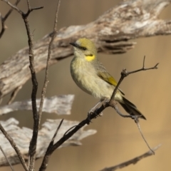 Ptilotula plumula at Broken Hill, NSW - 7 Apr 2024 09:10 AM