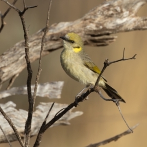 Ptilotula plumula at Broken Hill, NSW - 7 Apr 2024 09:10 AM