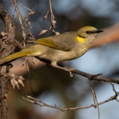 Ptilotula plumula at Broken Hill, NSW - 7 Apr 2024 09:10 AM