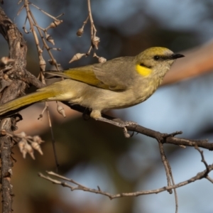 Ptilotula plumula at Broken Hill, NSW - 7 Apr 2024 09:10 AM