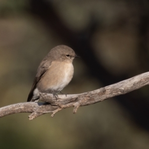 Microeca fascinans at Broken Hill, NSW - 7 Apr 2024 09:03 AM