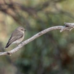 Microeca fascinans at Broken Hill, NSW - 7 Apr 2024 09:03 AM