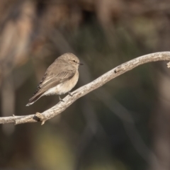 Microeca fascinans at Broken Hill, NSW - 7 Apr 2024 09:03 AM