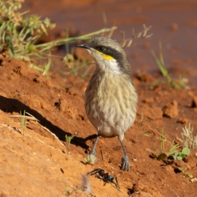 Gavicalis virescens (Singing Honeyeater) at Broken Hill, NSW - 4 Apr 2024 by rawshorty