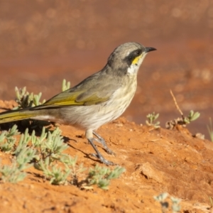 Gavicalis virescens at Broken Hill, NSW - 4 Apr 2024 09:24 AM