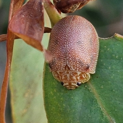 Paropsis atomaria (Eucalyptus leaf beetle) at Oakey Hill - 15 Apr 2024 by trevorpreston