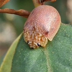 Paropsis atomaria at Oakey Hill - 15 Apr 2024