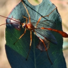 Leptophion sp. (genus) (An Ophioninae Wasp) at Lyons, ACT - 15 Apr 2024 by trevorpreston