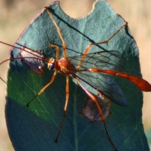 Leptophion sp. (genus) at Oakey Hill - 15 Apr 2024