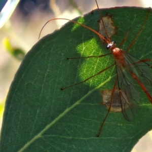 Leptophion sp. (genus) at Oakey Hill - 15 Apr 2024