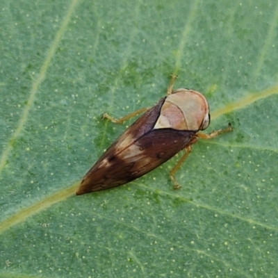 Brunotartessus fulvus (Yellow-headed Leafhopper) at Lyons, ACT - 15 Apr 2024 by trevorpreston