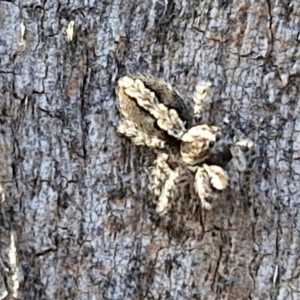 Cytaea severa at Oakey Hill - 15 Apr 2024 03:42 PM