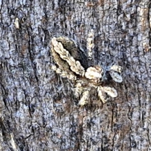 Cytaea severa at Oakey Hill - 15 Apr 2024 03:42 PM