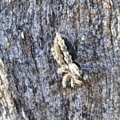 Cytaea severa at Oakey Hill - 15 Apr 2024