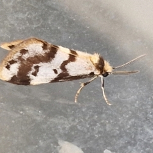Anestia ombrophanes at Holt, ACT - 15 Apr 2024