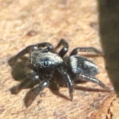 Salpesia (genus) (Salpesia Jumping Spider) at QPRC LGA - 15 Apr 2024 by Hejor1