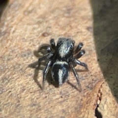 Salpesia sp. (genus) at QPRC LGA - 15 Apr 2024