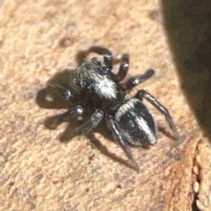 Salpesia sp. (genus) at QPRC LGA - 15 Apr 2024