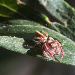 Opisthoncus nigrofemoratus at QPRC LGA - 15 Apr 2024 01:23 PM