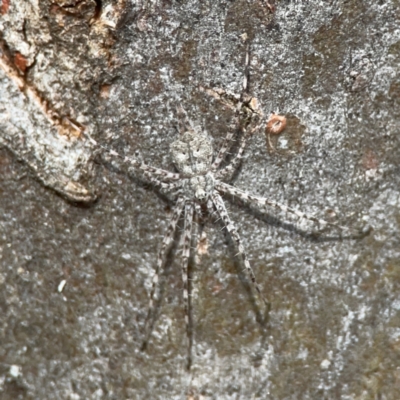 Tamopsis eucalypti (A two-tailed spider) at Greenleigh, NSW - 15 Apr 2024 by Hejor1