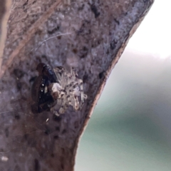 Simaethula sp. (genus) at QPRC LGA - 15 Apr 2024