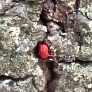 Trombidiidae (family) at QPRC LGA - 15 Apr 2024