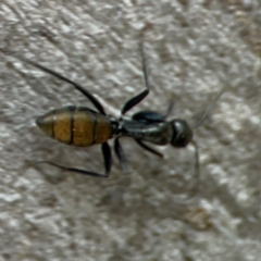 Camponotus aeneopilosus (A Golden-tailed sugar ant) at Greenleigh, NSW - 15 Apr 2024 by Hejor1