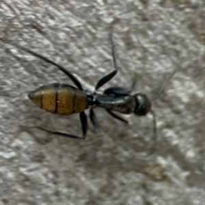 Camponotus aeneopilosus at QPRC LGA - 15 Apr 2024